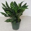 6" Aglaonema "Green Lady"