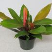 6" Philodendron "Prince of Orange"