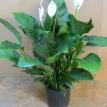 8" Spathiphyllum "Alpha"